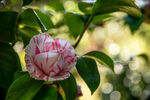 山茶花