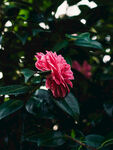 山茶花