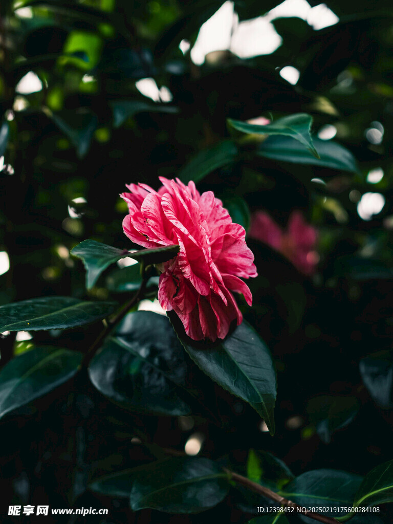 山茶花