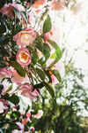 山茶花