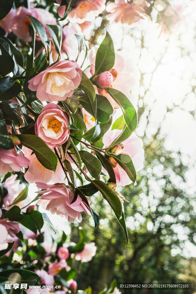山茶花