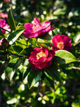山茶花