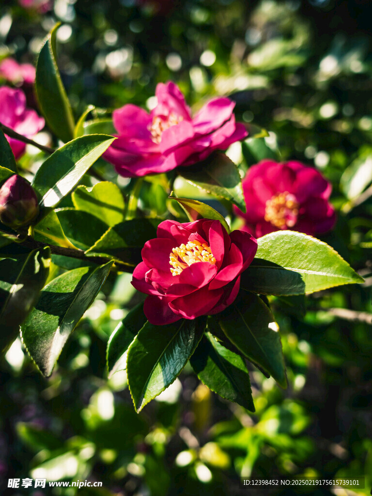 山茶花