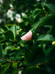 山茶花
