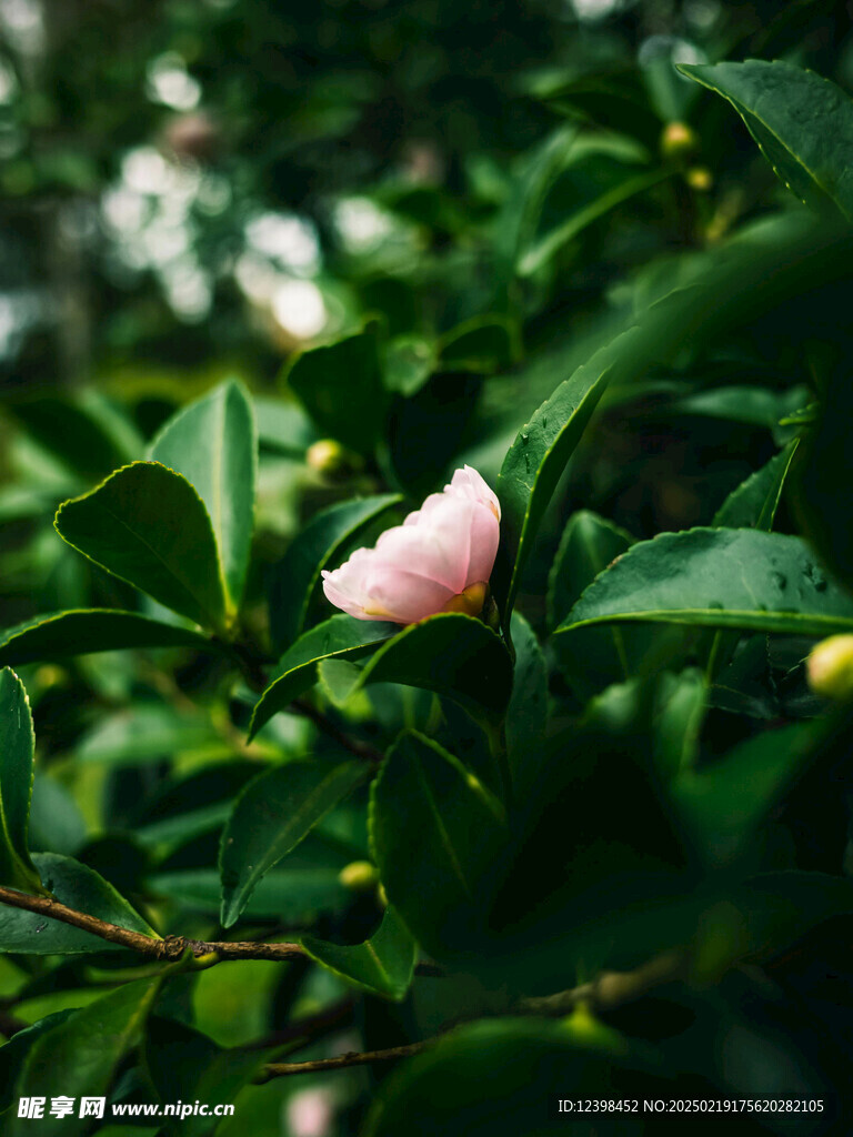 山茶花