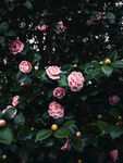 山茶花