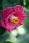 山茶花