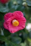 山茶花