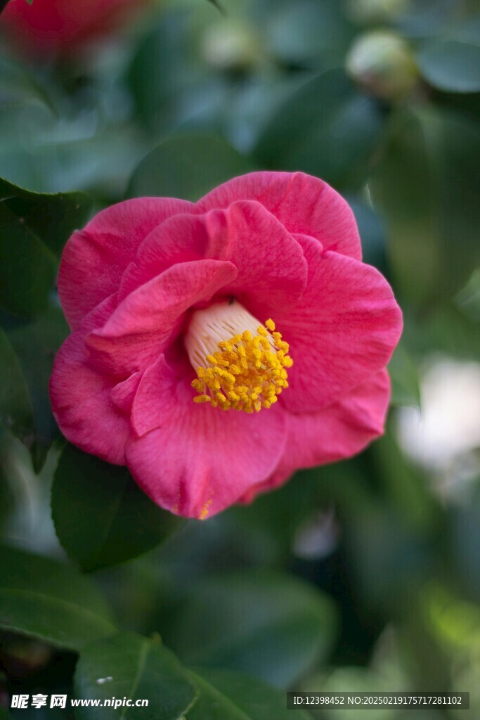 山茶花