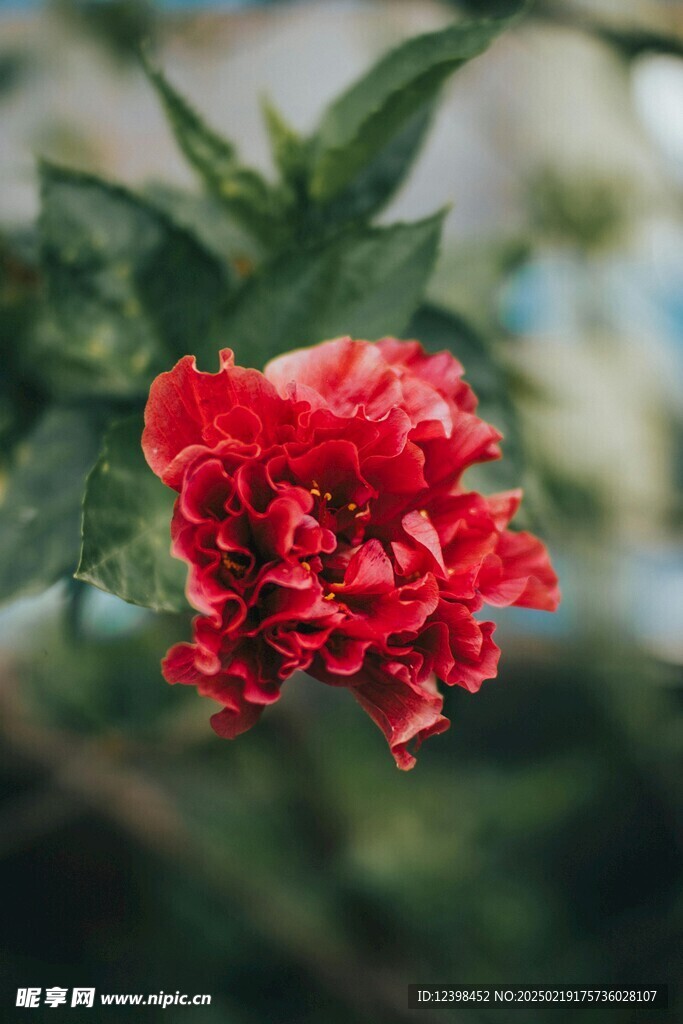 山茶花