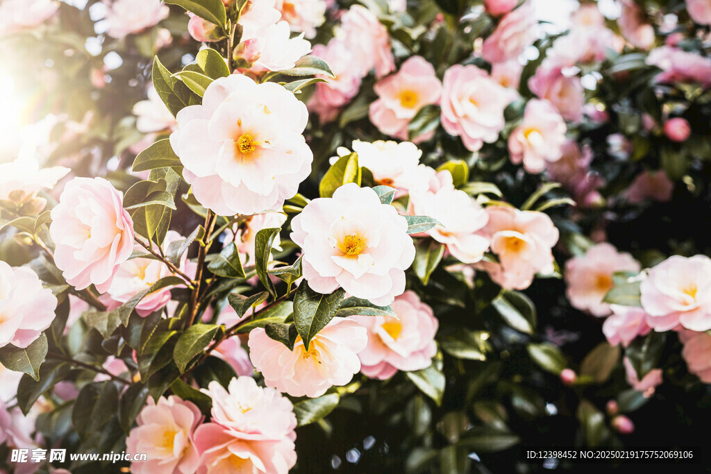 山茶花