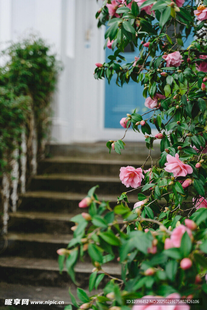 山茶花