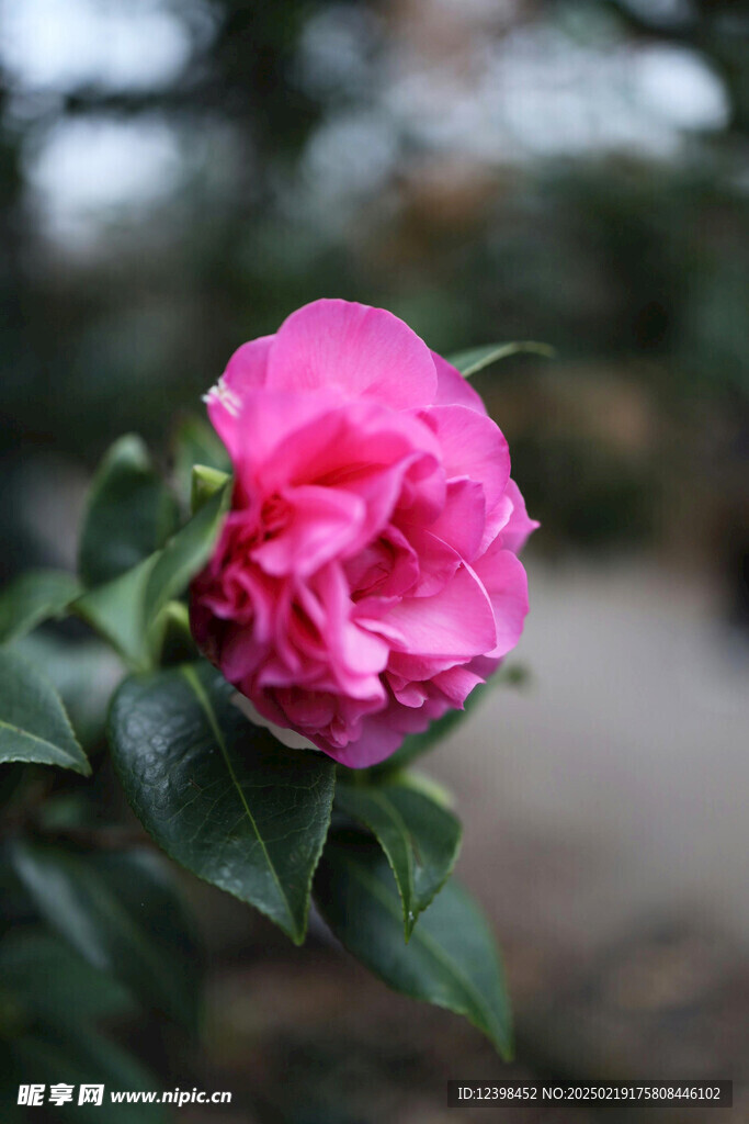 山茶花