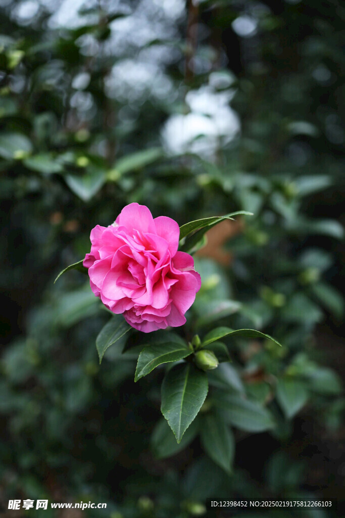 山茶花