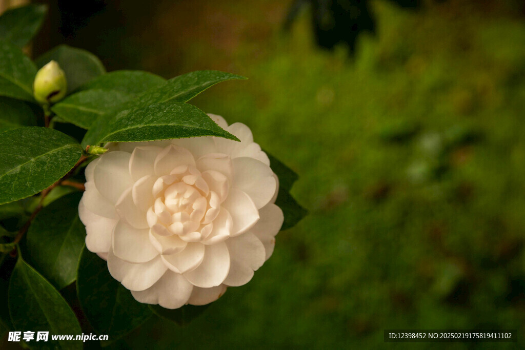 山茶花