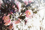 山茶花