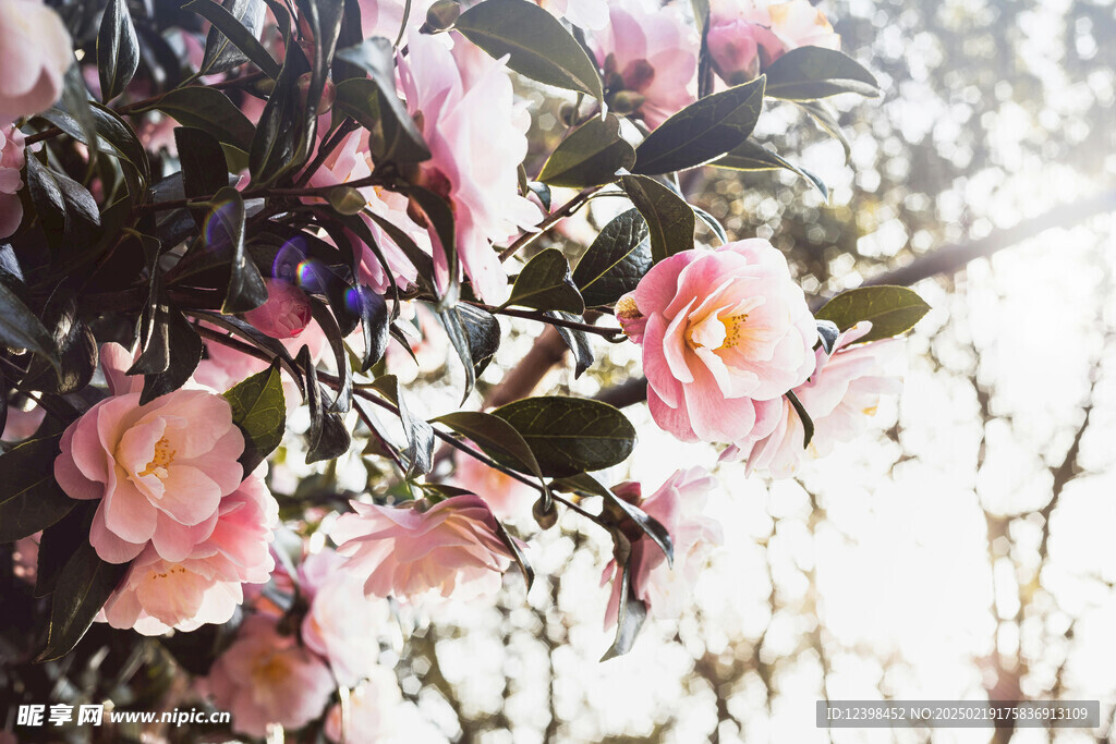 山茶花