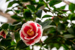 山茶花