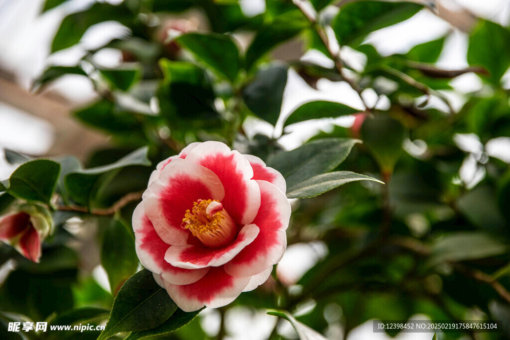 山茶花