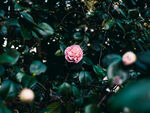 山茶花