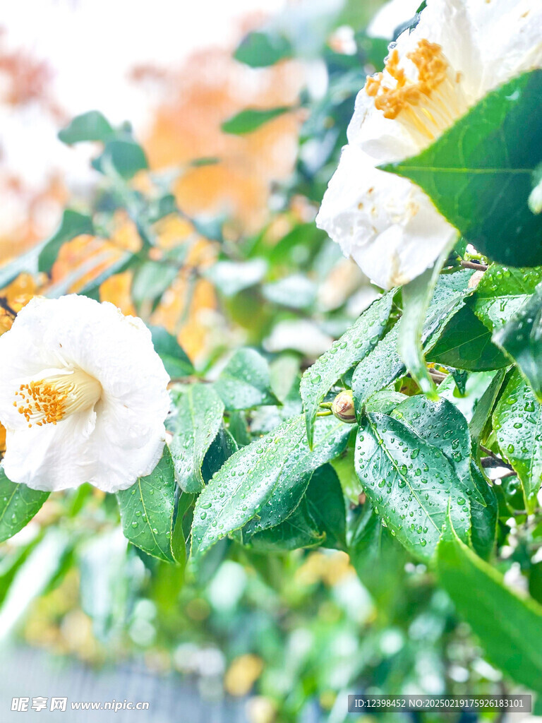 山茶花