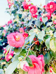 山茶花