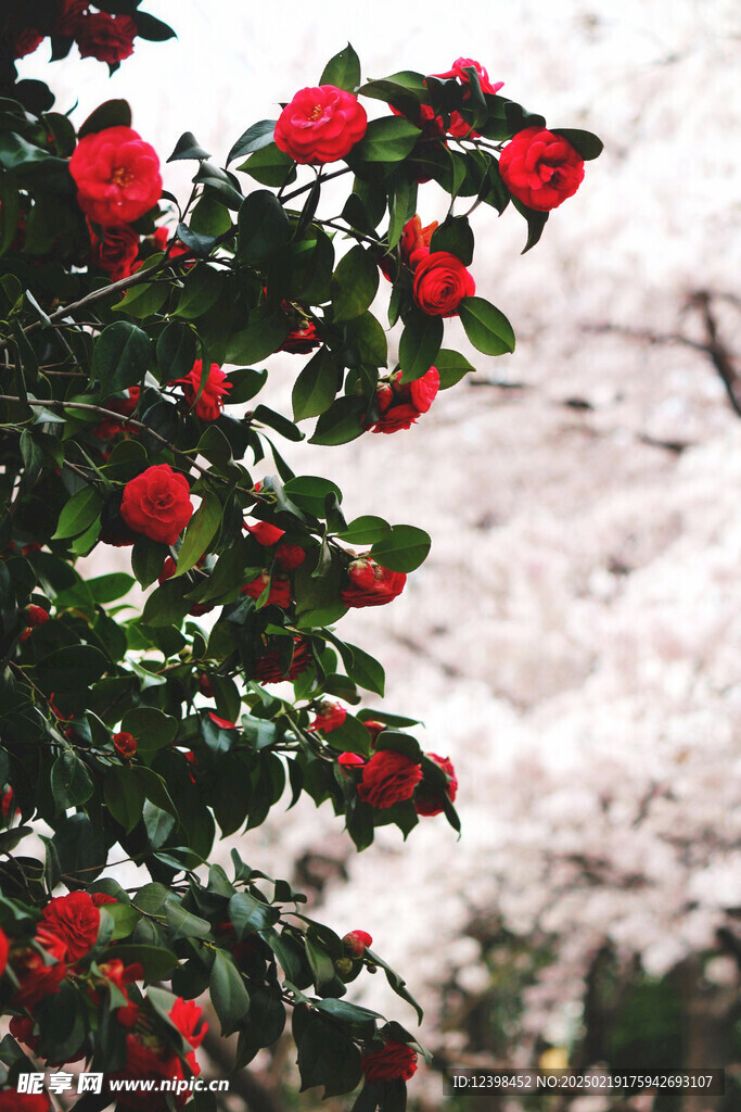 山茶花