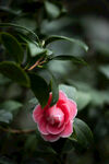 山茶花