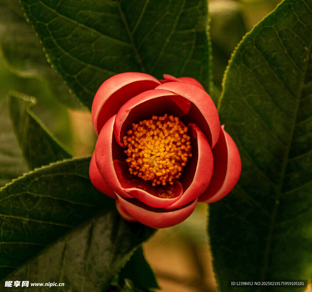 山茶花
