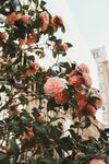 山茶花