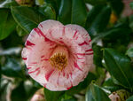 山茶花