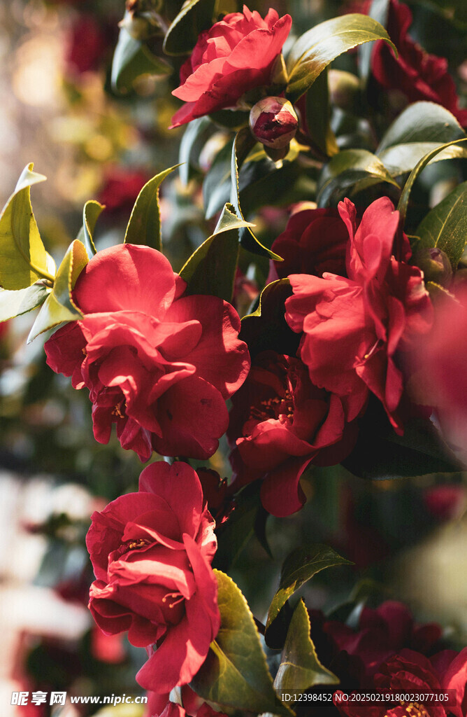 山茶花