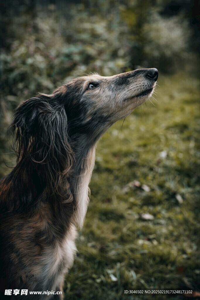 萨普兰尼那克犬宠物狗