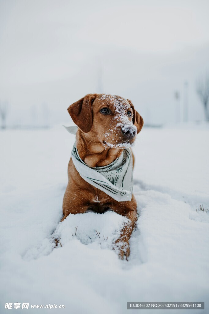 雪地里的小狗