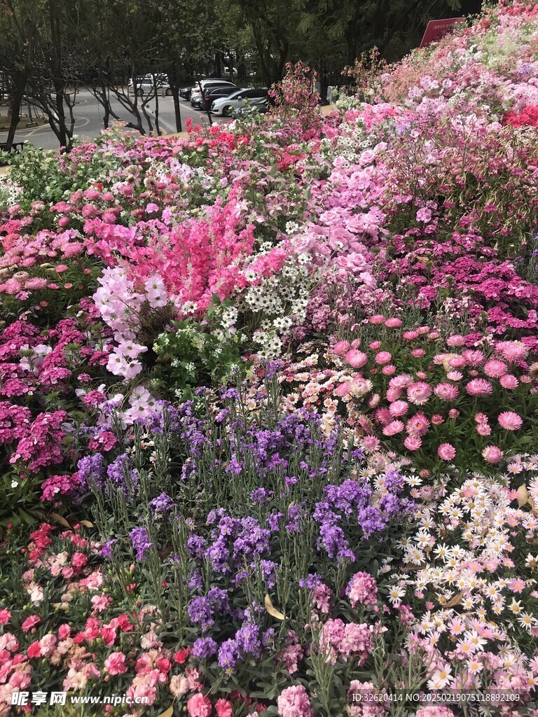 花坛 鲜花