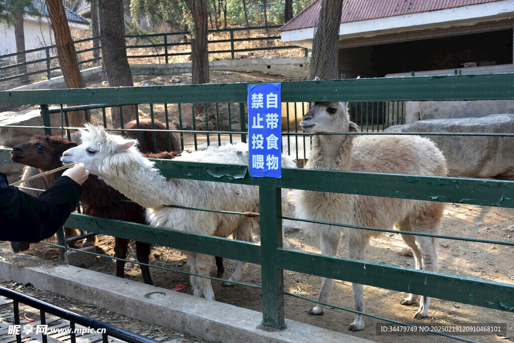 羊驼