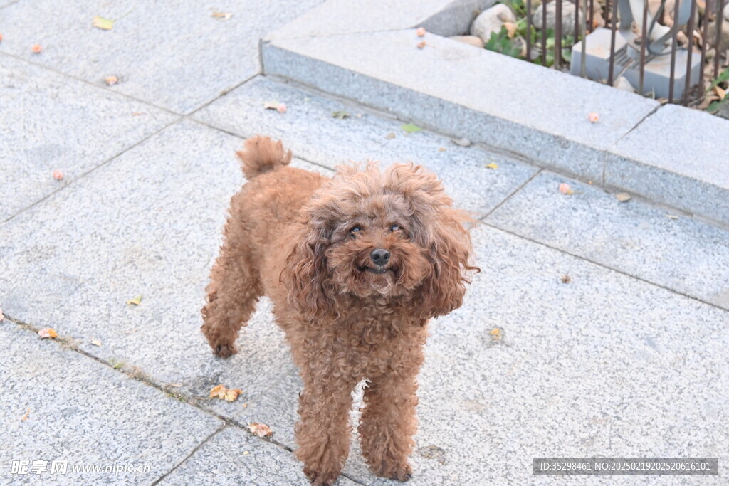 站在石板路上的棕色泰迪犬