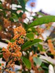 桂花