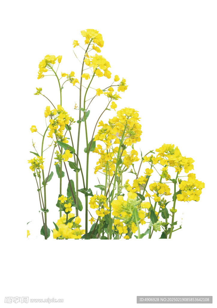 油菜花 