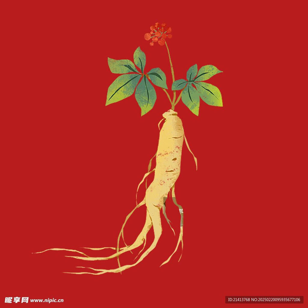 手绘人参