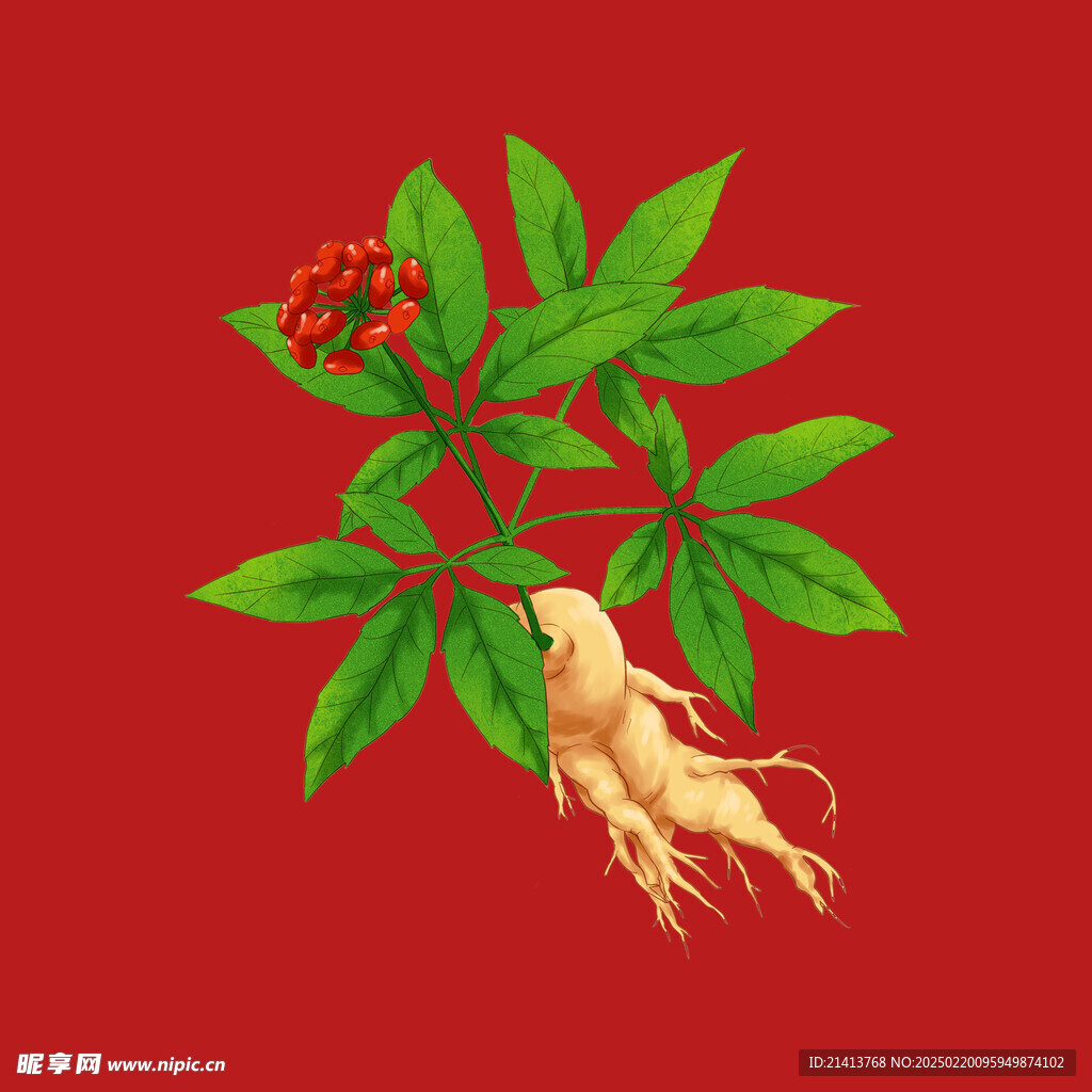 手绘人参 