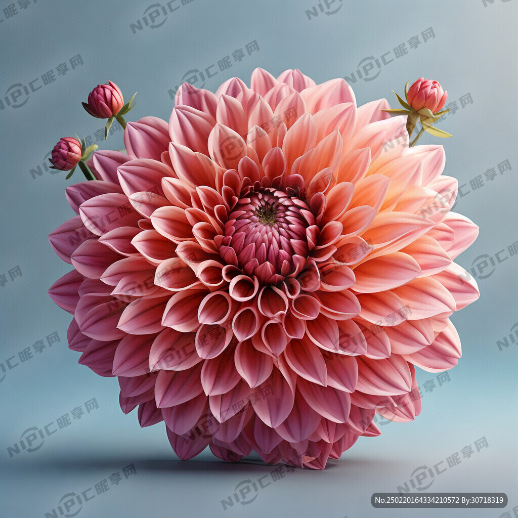 大丽花 3D高清大图 正面效果