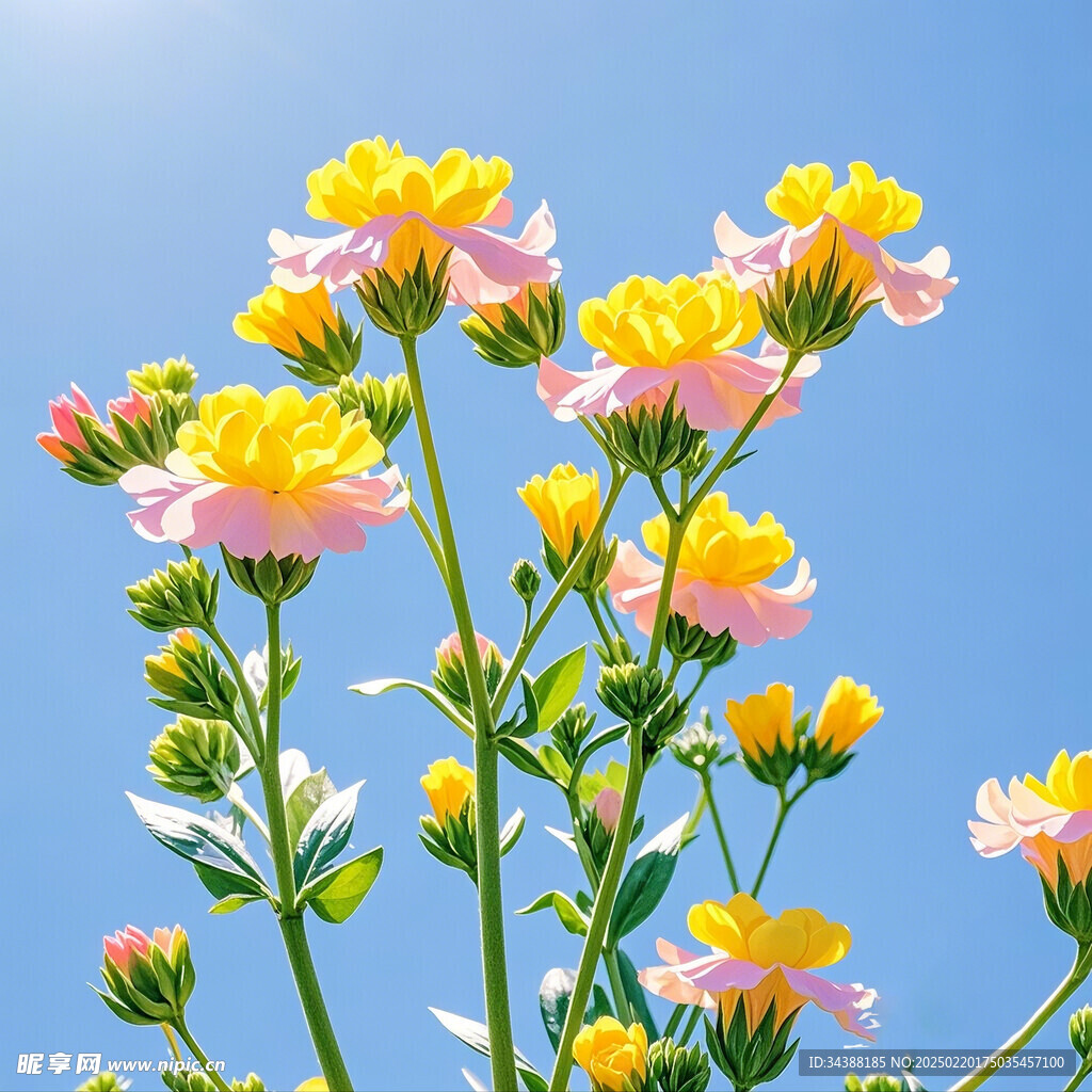 花