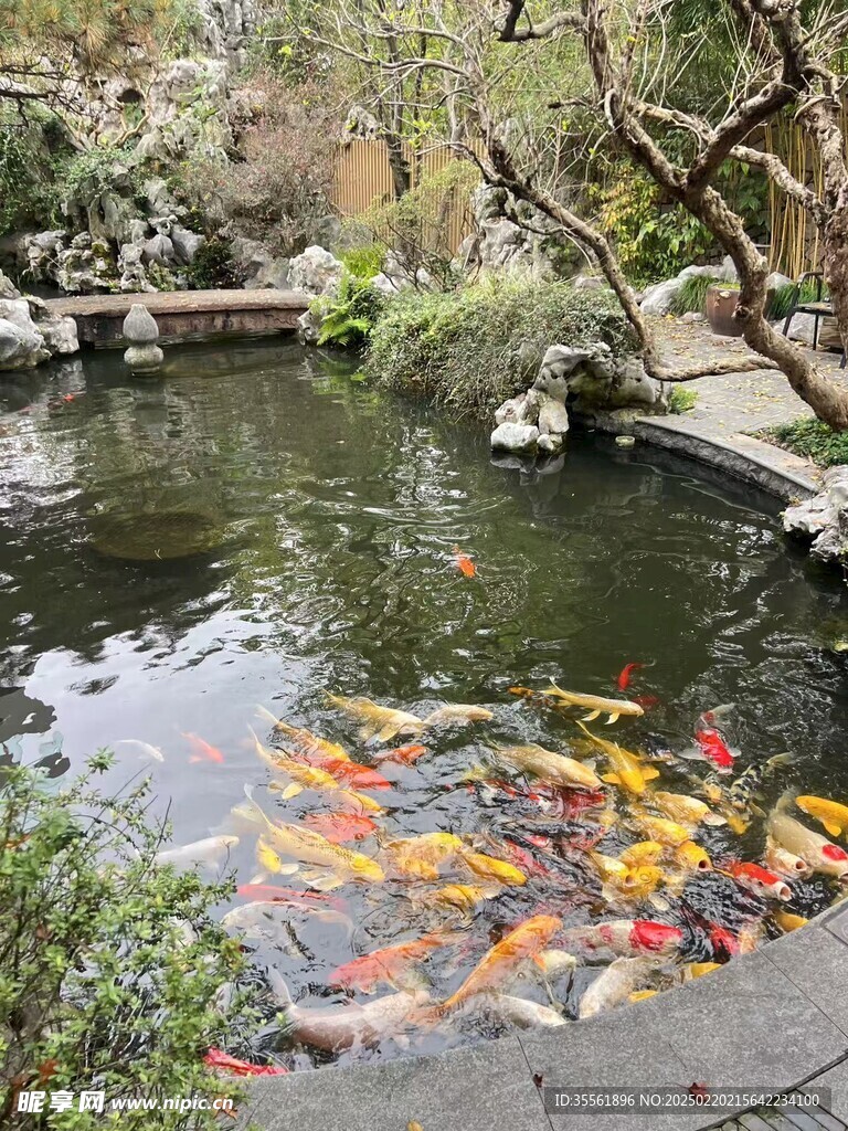 锦鲤争食