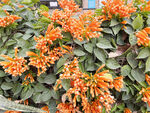炮仗花