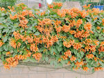 炮仗花