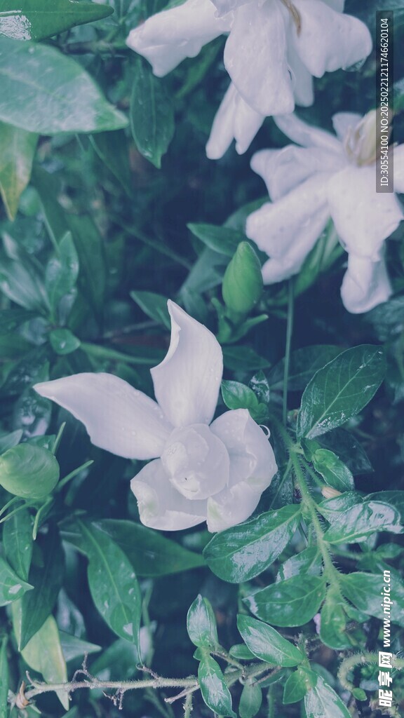 栀子花图片