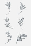 线描花卉图案元素