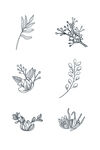 线描花卉图案元素