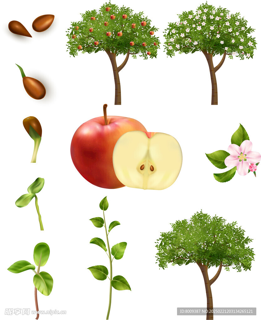 苹果树生长插画